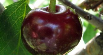 Cherry varieties Shokoladnitsa