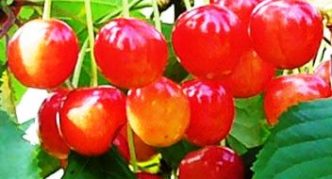 Cherry varieties Fairy