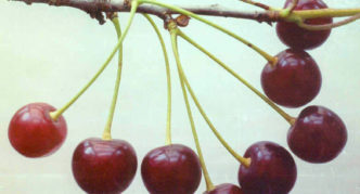 Mga varieties ng Cherry Igritskaya