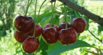 Mga varieties ng Cherry Shpanka