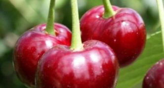 Cherry varieties Radonezh