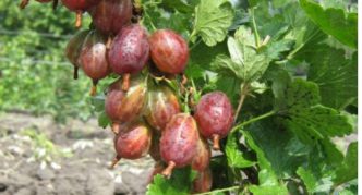 Varietà di uva spina Kazachok
