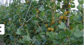 Varietà di uva spina Kurshu Dzintars
