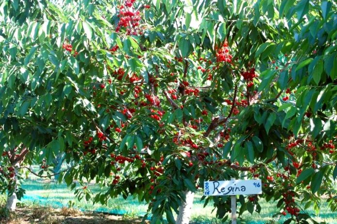 Regina cherry tree na may mga berry