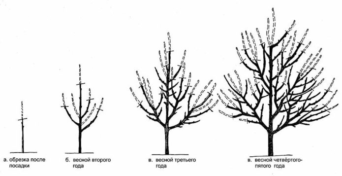 Schéma formovania riedko stupňovej koruny