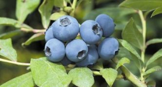 Κήπος Blueberry Chanticleer
