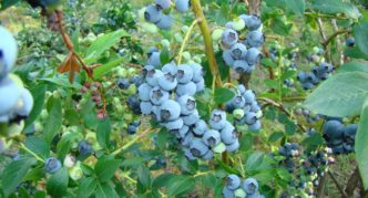 Elizabeth Garden Blueberry