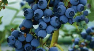 Gartenblaubeere Frühes Blau