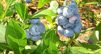 Chapeau haut de forme Garden Blueberry