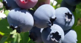 Northland garden blueberry