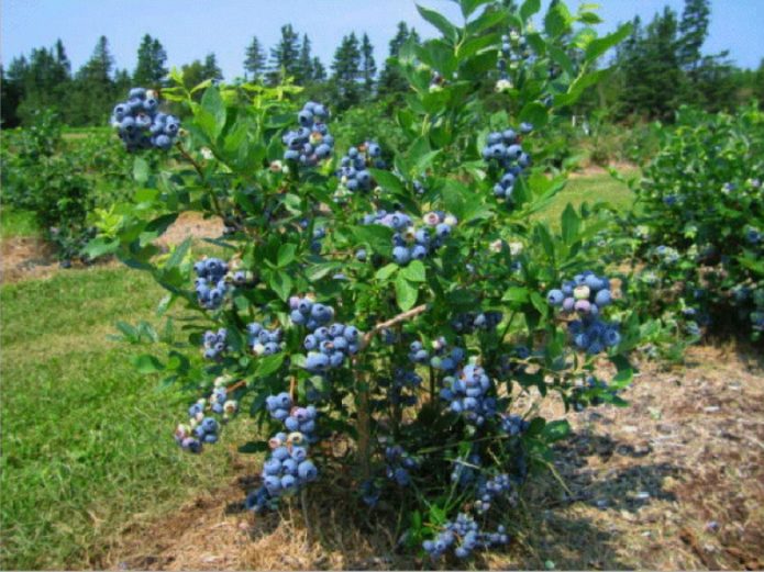 Blueberry taman