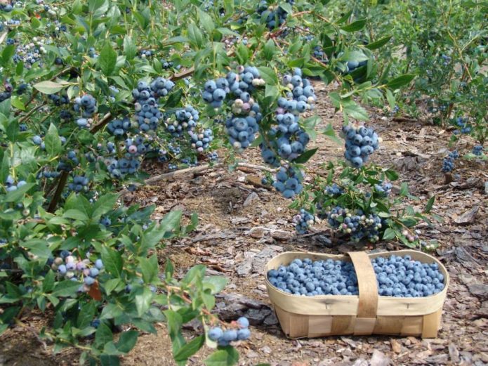 Penuaian blueberry kebun