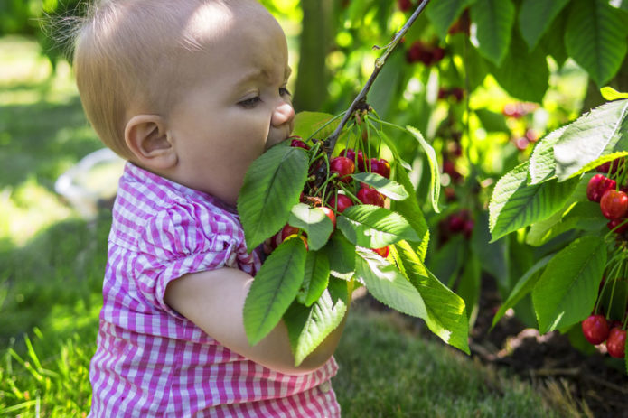 Lány eszik cseresznye egyenesen a fáról