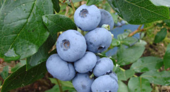 Blueberry Blue Swede