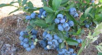 العنب البري الأزرق الغرينية