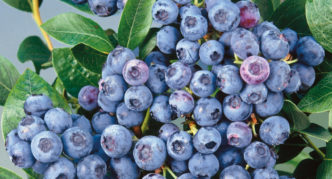 Mėlynių mėlynių vaisių