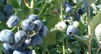 Blueberry Goldtraube