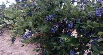 Blueberry Jersey