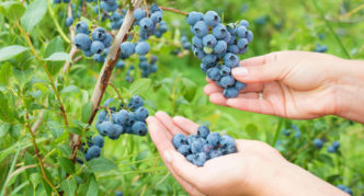 Mėlynės saldžiosios vynuogės