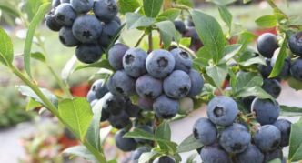 اختيار Blueberry Hannas