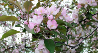Omenapuu vaaleanpunaisilla kukilla