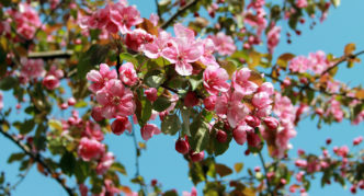 شجرة التفاح مع الزهور القرمزية