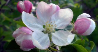 Omenapuu valkoisilla ja vaaleanpunaisilla kukilla