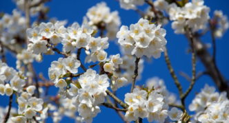 Ябълково дърво с бели цветя