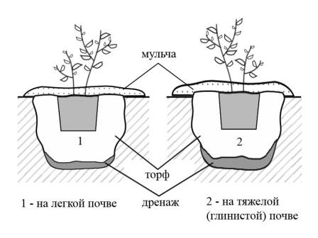 Sodinių bruknių sodinimo schema