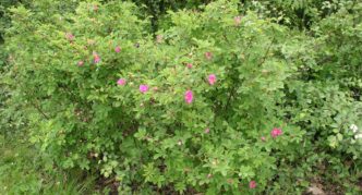 Maaaring rosas na bush