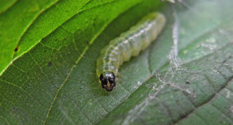 Калинов листен червей