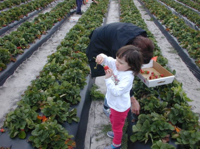 Холандски метод за отглеждане на ягоди