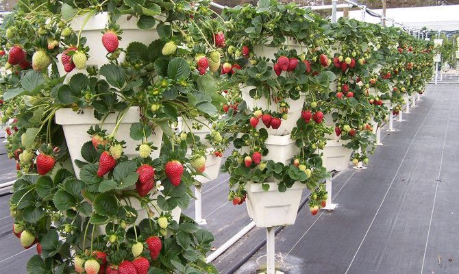 Вертикален метод за отглеждане на ягоди в саксия