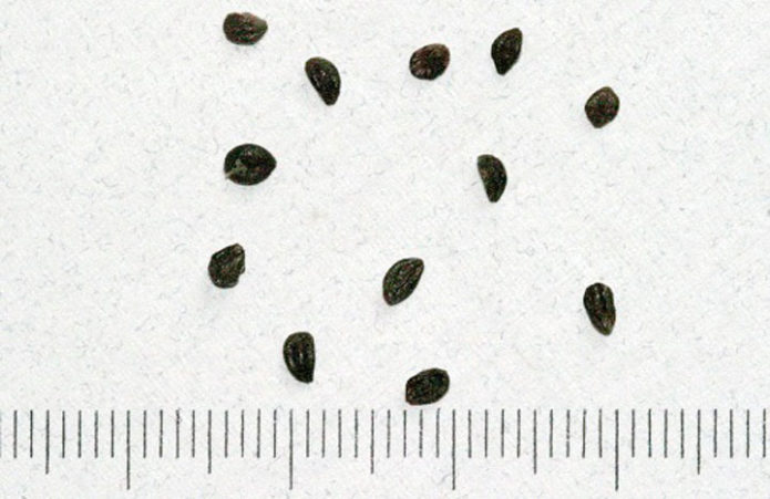 Семена от орлови нокти