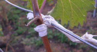 Strisce di stoffa per il fissaggio dell'uva