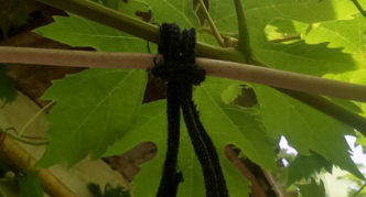 Anelli lavorati a maglia per il fissaggio dell'uva