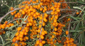 Varietà di olivello spinoso dell'Altai