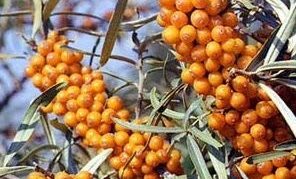 Varietà di olivello spinoso Otradnaya