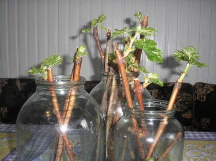 Kieming van druivenschenkels in potten