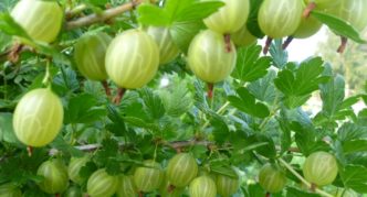 Gooseberry variety Lyubimets