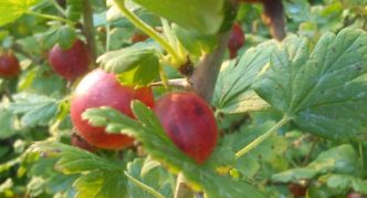 Gooseberry variety Sadko