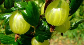 Varietà di uva spina Korshudin