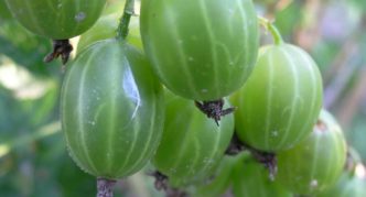 Angreštová odrůda Ural smaragd