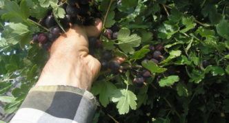 Сорт цариградско грозде Африка