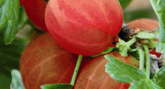 Varietà di uva spina rossa Hinnomaki