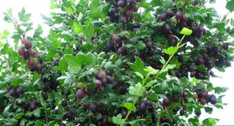Varietà di uva spina Chernomor