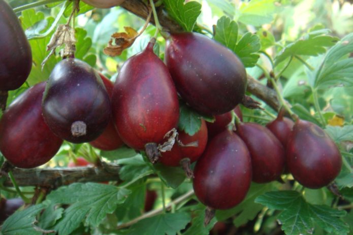 Cooperatore di varietà di uva spina