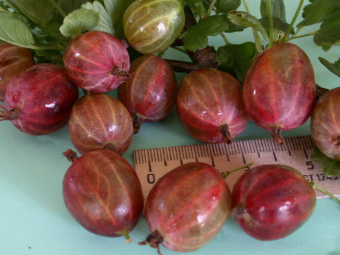 Gooseberry variety Krasin