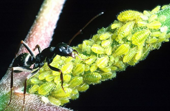 Мравки и листни въшки