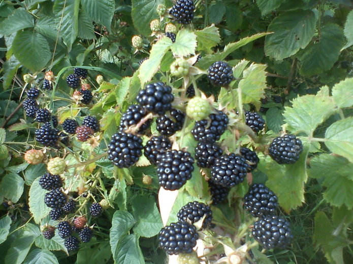 Blackberry Loughton
